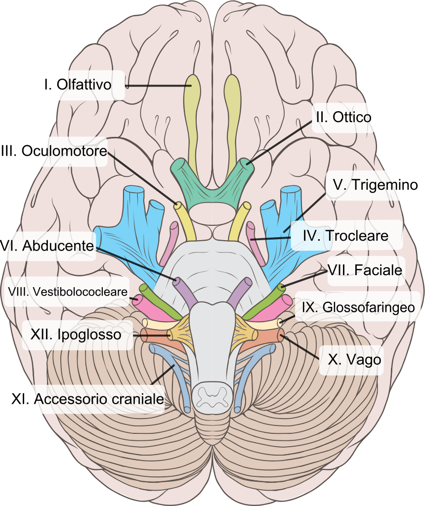 nervi_cranici-svg